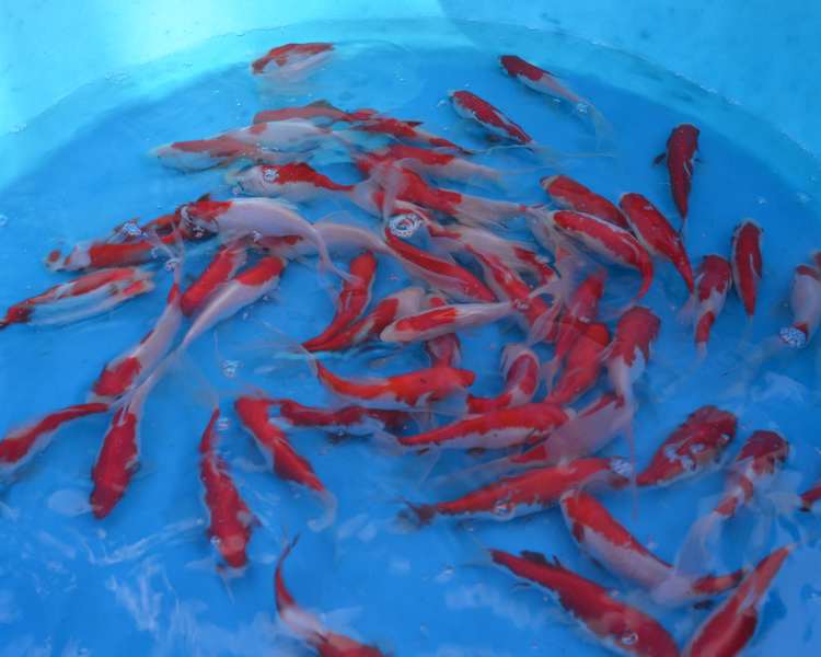4-5" (10-15cm) Sarasa Goldfish